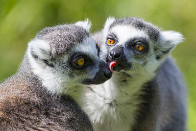 Close-up of an animal