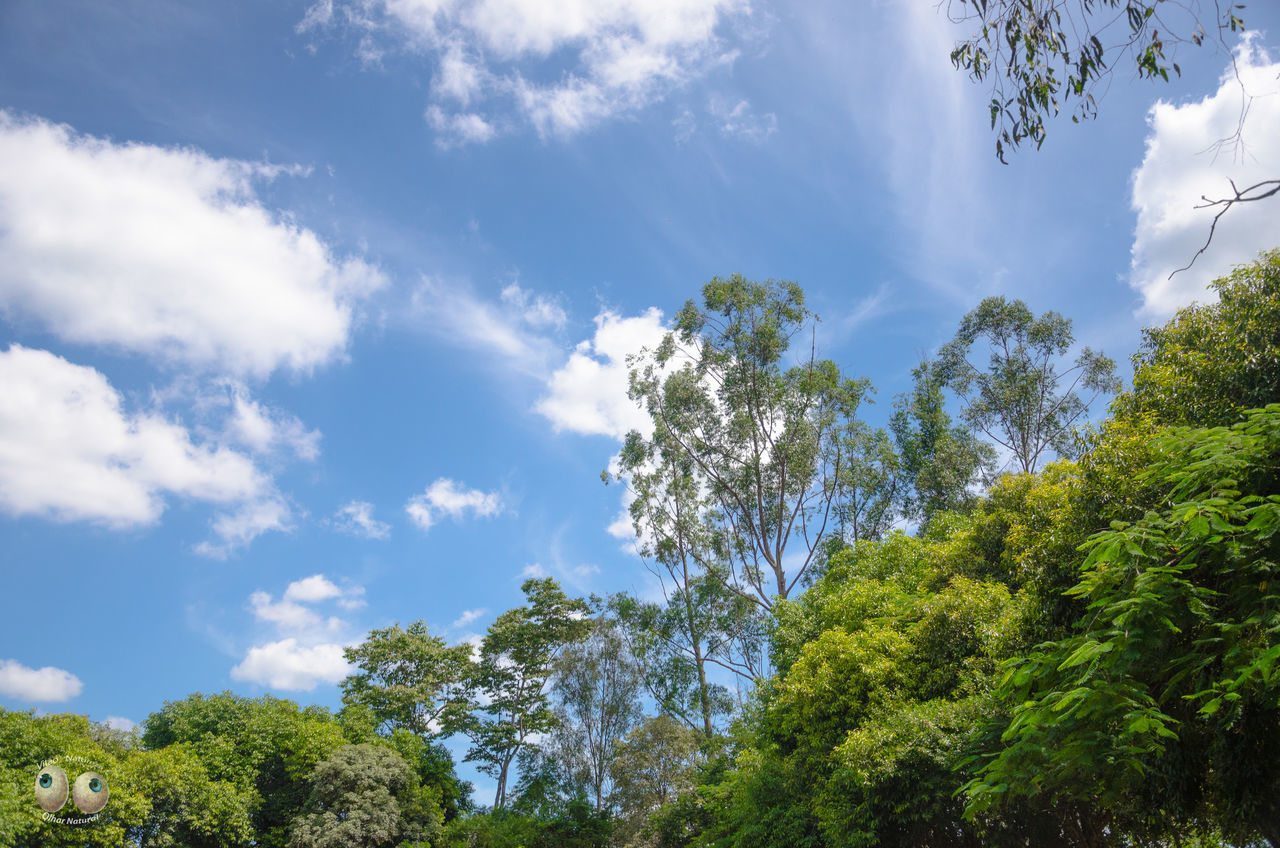 tree, low angle view, sky, growth, tranquility, beauty in nature, green color, nature, cloud - sky, branch, scenics, tranquil scene, cloud, lush foliage, blue, day, cloudy, forest, green, outdoors