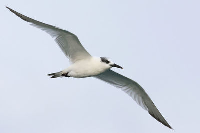 bird