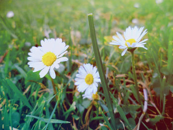 Close-up of white flowers blooming on field