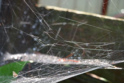 Close-up of spider on web