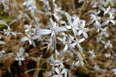 Close-up of white flowers in snow