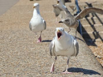 View of seagulls