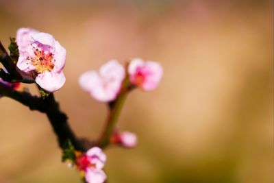 Close-up of pink cherry blossoms