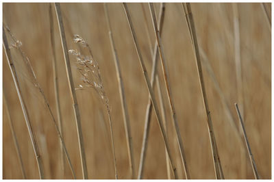 Full frame shot of plants
