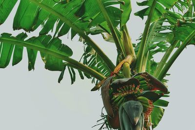 Low angle view of plants