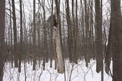 Bare trees in forest during winter