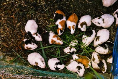 High angle view of guinea pigs in cage