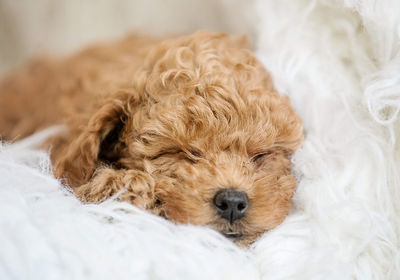 Portrait of dog sleeping poodle 