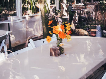 Close-up of potted plant on table in cafe