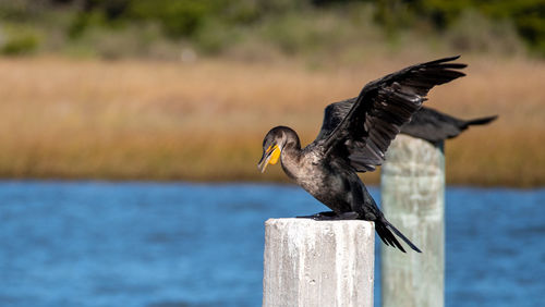 Bird flying over wooden post