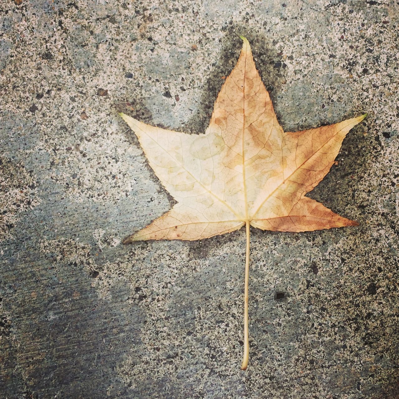 leaf, autumn, change, dry, season, maple leaf, leaf vein, leaves, fallen, natural pattern, close-up, high angle view, asphalt, nature, textured, street, wet, yellow, fragility, ground