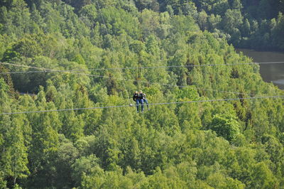 Man on plants in forest