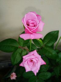 Close-up of pink rose blooming outdoors
