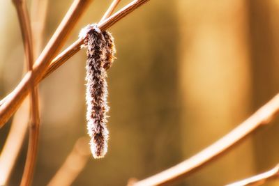 Close-up of dried plant