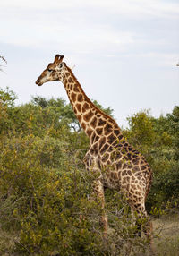 Giraffe standing in zoo