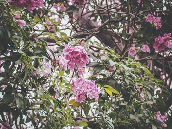 Close-up of pink flowers blooming outdoors