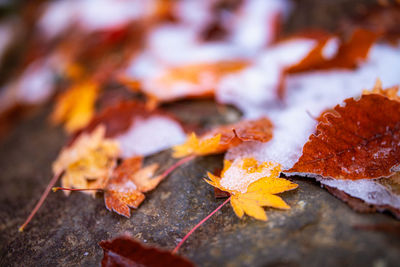 Close-up of maple leaves