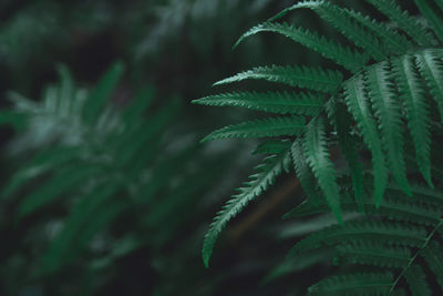 Close-up of fern leaf