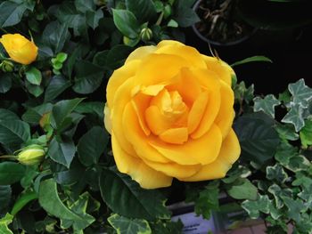 Close-up of yellow rose