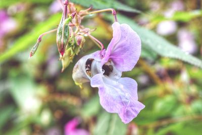 Close-up of flower against blurred background