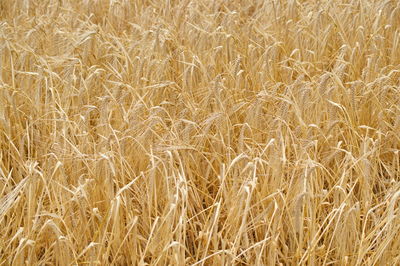 Full frame shot of wheat field