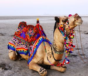 Close-up of camel sitting on sand at beach against sky