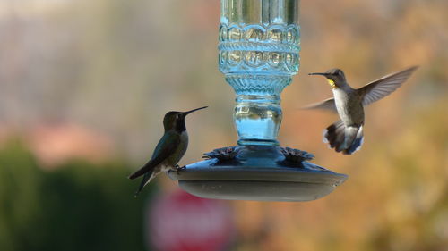 Close-up of birds perching on bird feeder