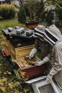 Beekeepers checking bee hive
