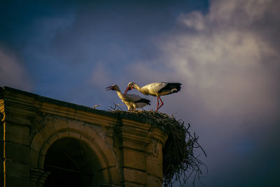 Low angle view of bird flying against sky