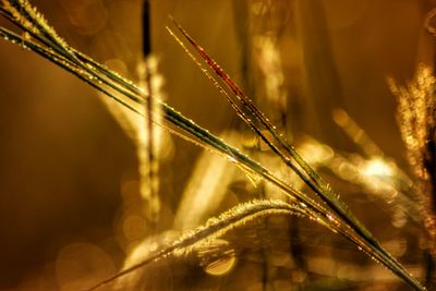 Close-up of plant during sunset