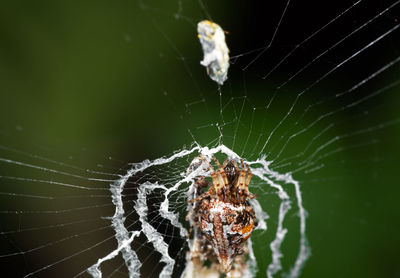 Close-up of spider on web