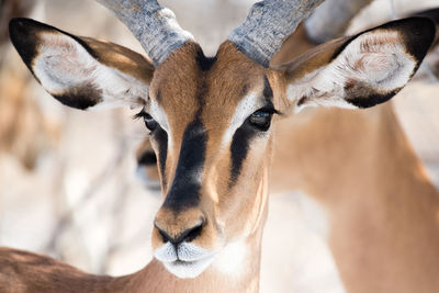 Close-up portrait of animal