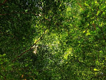 Full frame shot of trees in forest