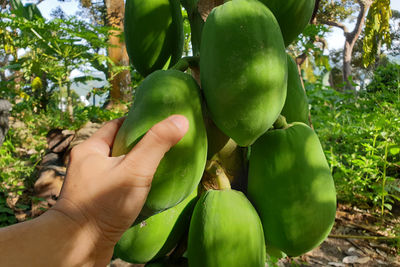 Close-up of hand holding fruit