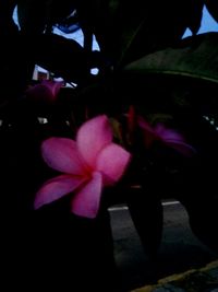 Close-up of pink rose flower at night