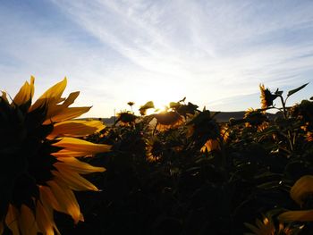 Close-up of flowers against the sky