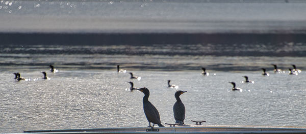 Birds on lakeshore