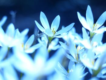 Close-up of white flowers