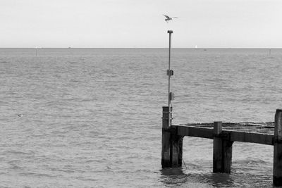 Bird perching on sea against clear sky