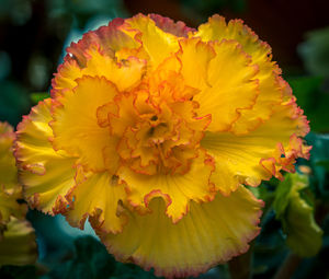 Close-up of yellow flowering plant