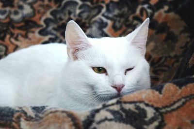 Close-up of white cat winking while sitting sofa at home