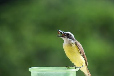 Close-up of bird perching