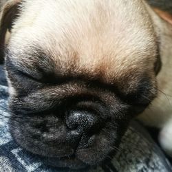 Close-up of dog sleeping