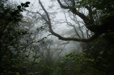 Trees in forest against sky