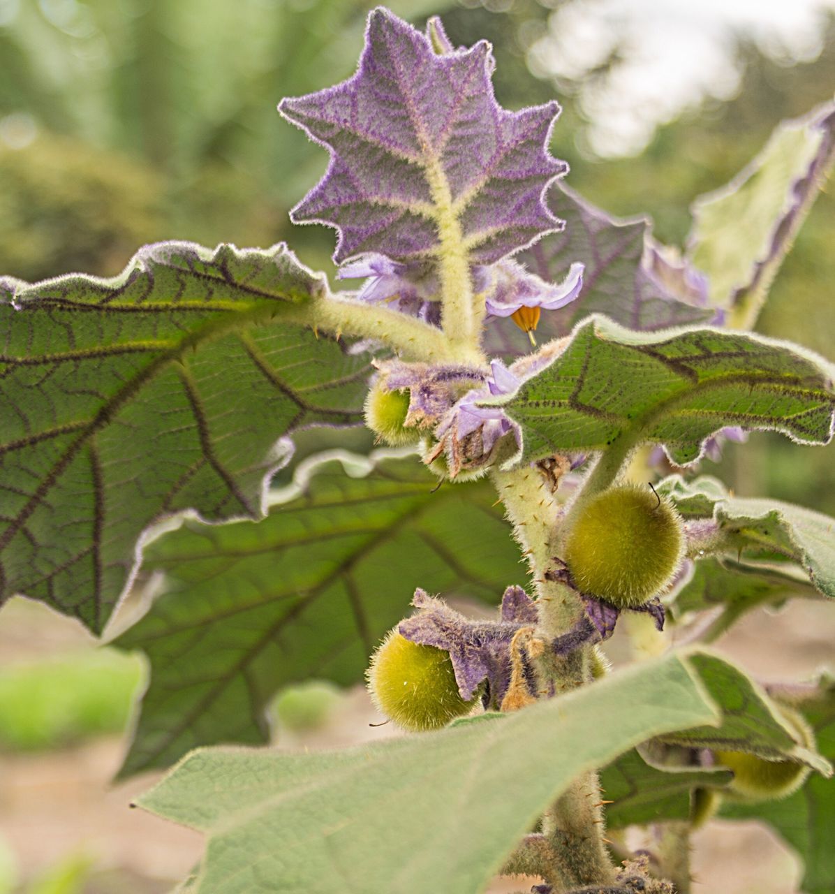 CLOSE-UP OF FRESH GREEN PLANT ON LEAF