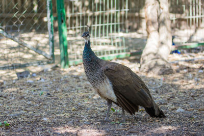 Side view of female peacock at zoo