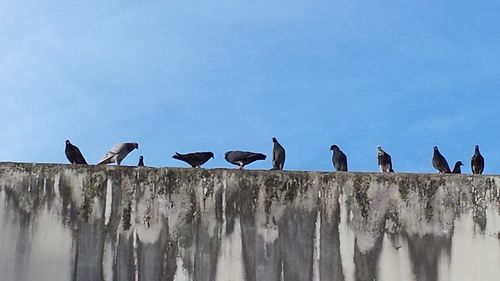 Seagulls perching on railing