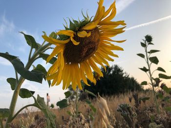 Close-up of sunflower against sky