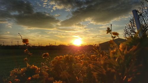 Plants growing on field against sky during sunset